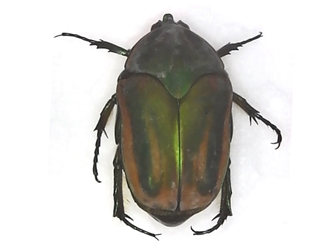 Green June Beetle - Cotinis sp.