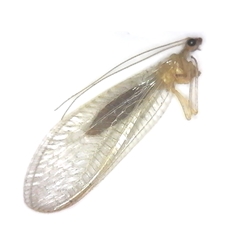 Green Lacewing green lacewing, chrysopidae, chrysoperla, school insect collection , bug collection, science Olympiad