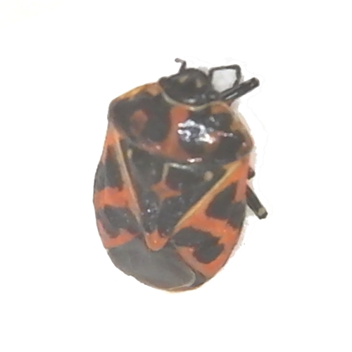 Harlequin Bug Murgantia histrionica