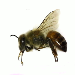 Honey Bee (worker) 