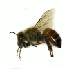 Honey Bee (worker) 