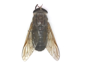 Large Horse Fly