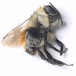 Bombus huntii - Hunts Bumble Bee