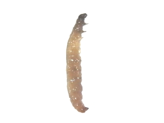 Indian Meal Moth larva 