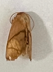 Inverted Y Slug Moth 