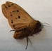 Isabella Tiger Moth - Pyrrharctia isabella