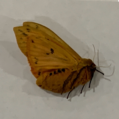 isabella Tiger Moth