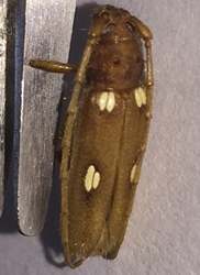 Ivory-marked Beetle 