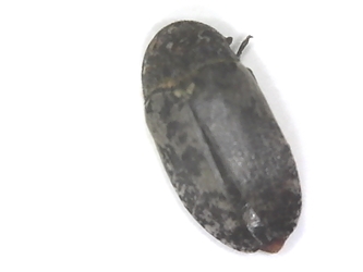Larder Beetle 