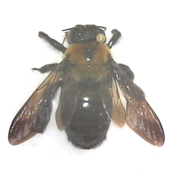 Large Carpenter Bee dead specimen