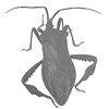 Leaf-footed Bug - Acanthocephala terminalis