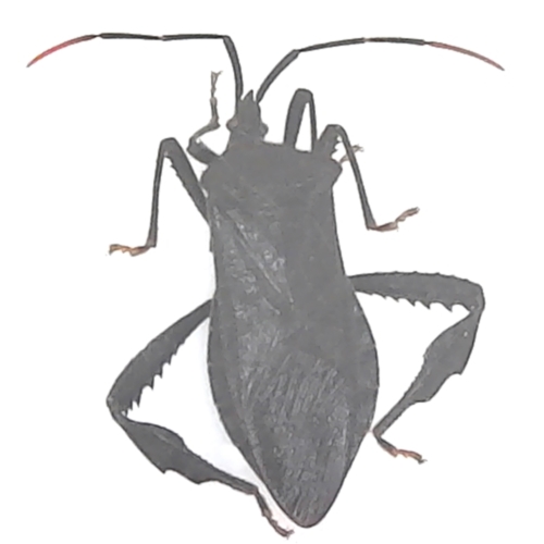 Leaf-footed Bug - Acanthocephala terminalis