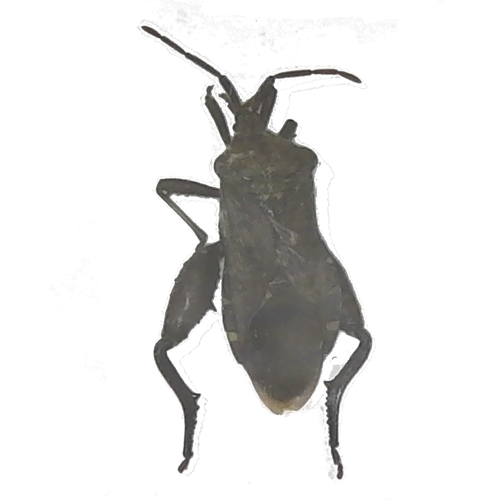 Leaf-footed Bug - Piezogaster calcarator