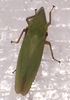 Leafhopper 