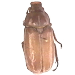 Lined June Beetle 