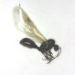 Monomorium minimum - Little Black Ant Queen