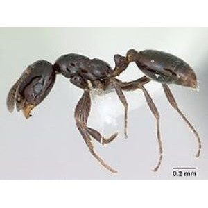 Little Black Ant 