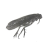 Little Black Caddisfly Little Black Caddisfly, Philopotamidae, school insect collection, 4-H bug collection, science Olympiad