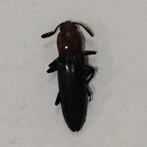 Lizard Beetle 