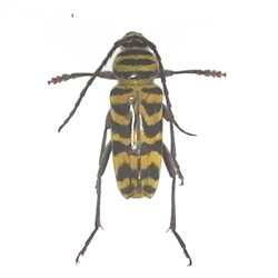 Megacyllene robiniae - Locust Borer