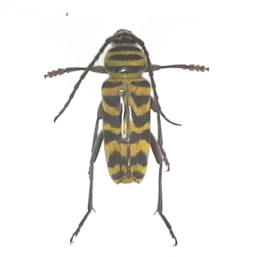 Megacyllene robiniae - Locust Borer