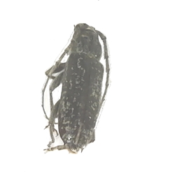 Long-horned Beetle - Parelaphidion aspersum