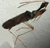 Long-necked Seed Bug 