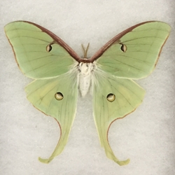 Luna Moth luna moth, actiac luna, butterfly collection, moth insect collection, insects caught locally for school project, insects for science Olympiad