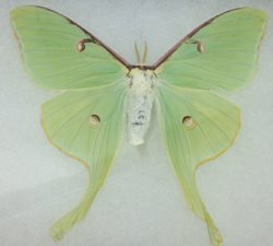 Luna Moth [with damage] 