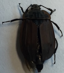 Margined Carrion Beetle 