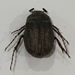 May Beetle - Phyllophaga lanceolata