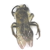 Mining Bee Mining Bee, dead insect specimen, bug collection, school insect collection, science Olympiad