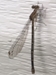 Narrow-winged Damselfly - Coenagrionidae