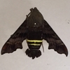 Nessus Sphinx Moth 