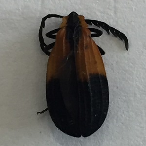 Net-winged Beetle 