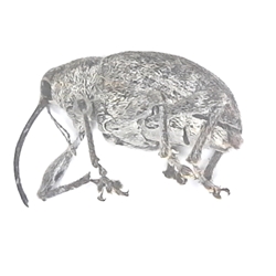 Nut and Acorn Weevil 