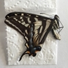 Pale Tiger Swallowtail 