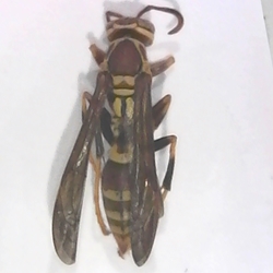 Polestes exclamans - Guinea Paper Wasp