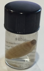 Paper Wasp Larva 