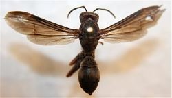 Metric Paper Wasp 