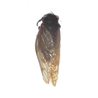 Periodical Cicada 