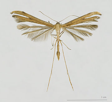 Plume Moth insect collection, local dead insect, bug collection, 4-H Bug collection, real insects dead, local caught insect, Science Olympiad