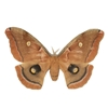 Polyphemus Moth [damaged] 