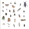 Quick-pix B : 20 Insects kit 