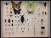 Quick-pix D : 50 Insect kit  - qpd-082515