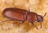 Red Flour Beetle 