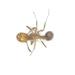 Red Imported Fire Ant - Solenopsis invicta