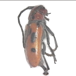 Red Milkweed Longhorn Beetle 