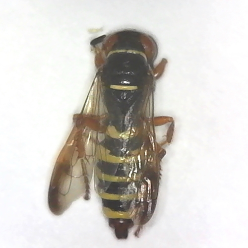 Weevil Wasp, Cerceris sp.