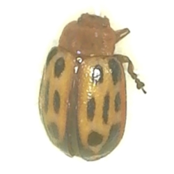 Red-headed Willow Leaf Beetle 